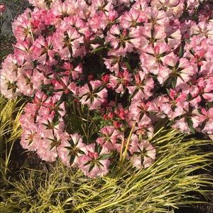 Meet your Posher, Marcia